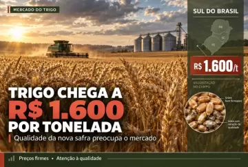 Trigo chega a R$ 1.600 por tonelada no Sul, mas qualidade da nova safra preocupa mercado