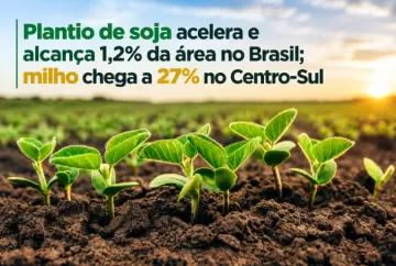 Plantio de soja acelera e alcança 1,2% da área no Brasil; milho chega a 27% no Centro-Sul