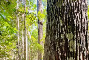Mato Grosso investe R$ 1,36 milhão em ciência florestal e amplia guia de espécies madeireiras