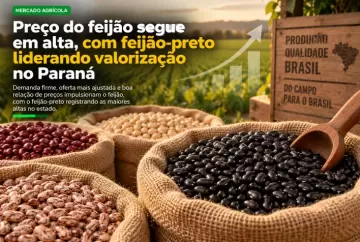 Preço do feijão segue em alta, com feijão-preto liderando valorização no Paraná