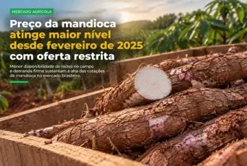 Preço da mandioca atinge maior nível desde fevereiro de 2025 com oferta restrita