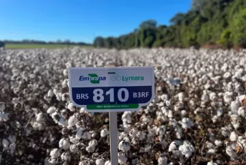 Novas cultivares de algodão da Embrapa alcançam 7,6 toneladas por hectare e ampliam resistência a doenças