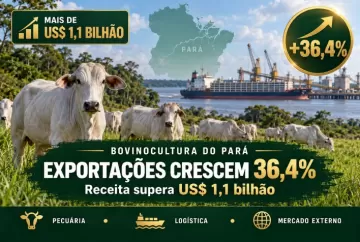 Exportações da bovinocultura do Pará crescem 36,4% e superam US$ 1,1 bilhão