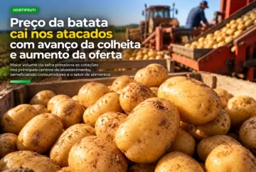 Preço da batata cai nos atacados com avanço da colheita e aumento da oferta