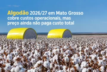 Algodão 2026/27 em Mato Grosso cobre custos operacionais, mas preço ainda não paga custo total
