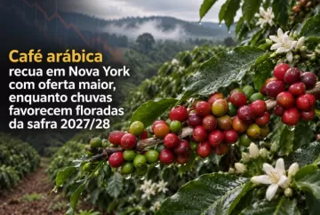 Café arábica recua em Nova York com oferta maior, enquanto chuvas favorecem floradas da safra 2027/28
