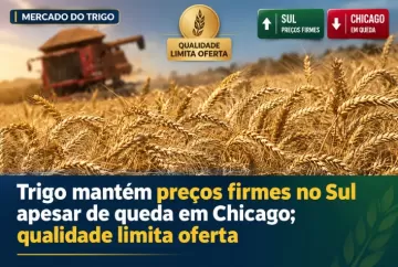 Trigo mantém preços firmes no Sul apesar de queda em Chicago; qualidade limita oferta