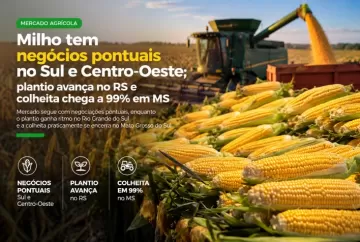 Milho tem negócios pontuais no Sul e Centro-Oeste; plantio avança no RS e colheita chega a 99% em MS