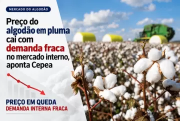 Preço do algodão em pluma cai com demanda fraca no mercado interno, aponta Cepea