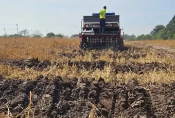Abertura da Colheita do Arroz 2027 terá vitrine com soja, milho, girassol e sorgo