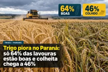 Trigo piora no Paraná: só 64% das lavouras estão boas e colheita chega a 46%