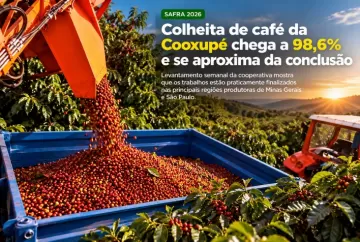 Colheita de café da Cooxupé chega a 98,6% e se aproxima da conclusão