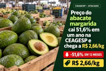 Preço do abacate margarida cai 51,6% em um ano na CEAGESP e chega a R$ 2,66/kg