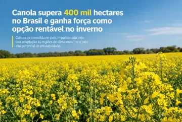 Canola supera 400 mil hectares no Brasil e ganha força como opção rentável no inverno