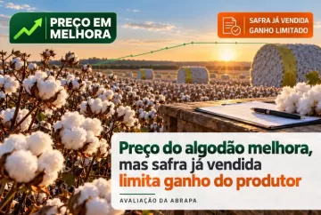 Preço do algodão melhora, mas safra já vendida limita ganho do produtor, diz Abrapa