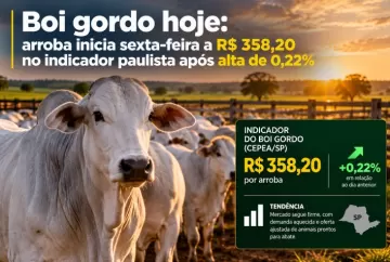 Boi gordo hoje: arroba inicia sexta-feira a R$ 358,20 no indicador paulista após alta de 0,22%