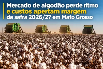 Mercado de algodão perde ritmo e custos apertam margem da safra 2026/27 em Mato Grosso