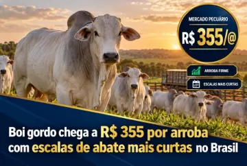 Boi gordo chega a R$ 355 por arroba com escalas de abate mais curtas no Brasil