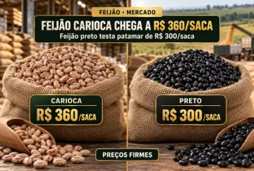 Feijão carioca chega a R$ 360 por saca, enquanto feijão preto testa patamar de R$ 300