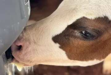 Desmame de bezerras leiteiras: falhas no manejo podem comprometer ganho de peso e saúde