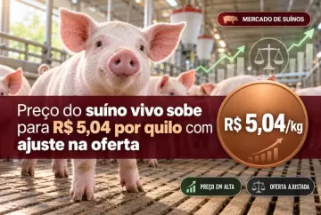 Preço do suíno vivo sobe para R$ 5,04 por quilo com ajuste na oferta