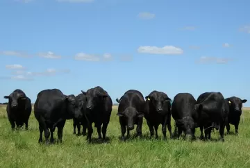 Inteligência artificial ajuda pecuaristas a escolher touros e acelerar melhoramento genético da raça Brangus