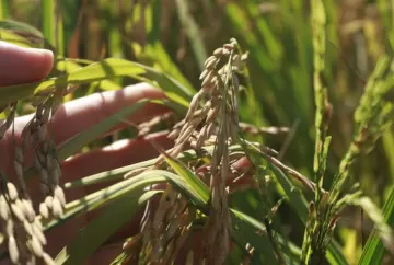 Setor do arroz em SC cobra redução de custos e regras estáveis do próximo governo