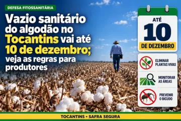 Vazio sanitário do algodão no Tocantins vai até 10 de dezembro; veja as regras para produtores