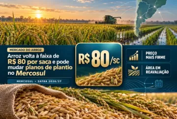 Arroz volta à faixa de R$ 80 por saca e pode mudar planos de plantio no Mercosul