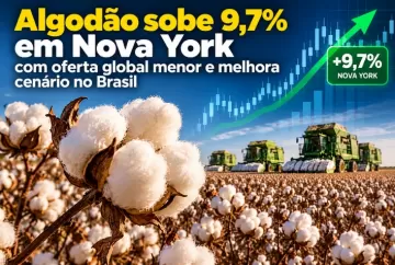 Algodão sobe 9,7% em Nova York com oferta global menor e melhora cenário no Brasil