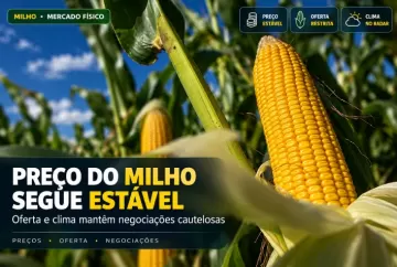 Preço do milho fica estável no mercado físico, mas oferta e clima mantêm negociações cautelosas