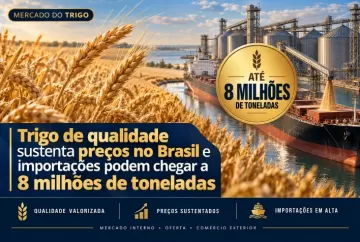 Trigo de qualidade sustenta preços no Brasil e importações podem chegar a 8 milhões de toneladas
