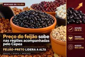 Preço do feijão sobe nas regiões acompanhadas pelo Cepea, com destaque para o feijão-preto