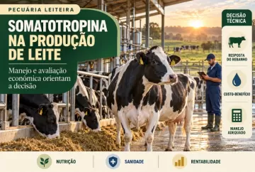 Produção de leite: manejo e avaliação econômica orientam o uso da somatotropina bovina