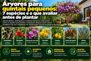 Árvores para quintais pequenos: 7 espécies e o que avaliar antes de plantar