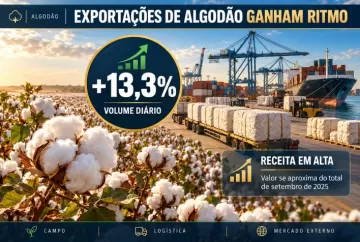 Exportações de algodão crescem 13,3% em volume diário e receita se aproxima do total de setembro de 2025