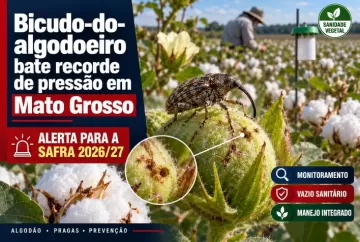 Bicudo-do-algodoeiro bate recorde de pressão em Mato Grosso e alerta para a safra 2026/27