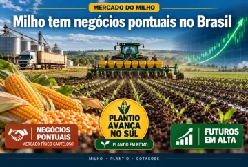 Milho tem negócios pontuais no Brasil, enquanto plantio avança no Sul e futuros sobem