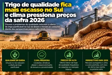 Trigo de qualidade fica mais escasso no Sul e clima pressiona preços da safra 2026
