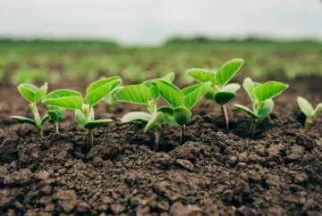 Plantio da soja 2026/27 chega a 3,9% no Brasil com avanço das chuvas em Mato Grosso