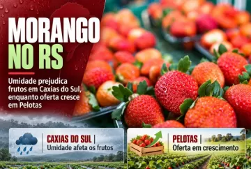 Morango no RS: umidade prejudica frutos em Caxias do Sul, enquanto oferta cresce em Pelotas