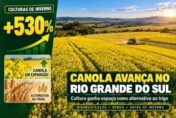 Canola cresce 530% no Rio Grande do Sul e ganha espaço como alternativa ao trigo