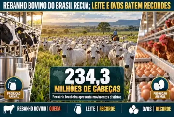 Rebanho bovino do Brasil cai para 234,3 milhões de cabeças; leite e ovos batem recordes