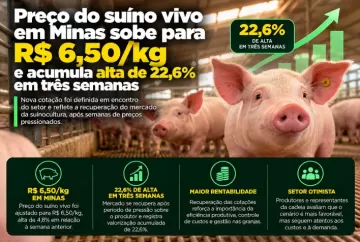 Preço do suíno vivo em Minas sobe para R$ 6,50/kg e acumula alta de 22,6% em três semanas