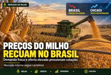 Preços do milho recuam no Brasil com demanda fraca e oferta elevada; Chicago tenta recuperação