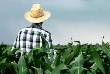 Nova lei do seguro rural protege subvenção e prevê incentivos no crédito agrícola