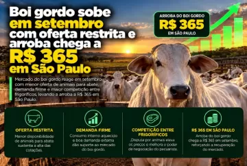 Boi gordo sobe em setembro com oferta restrita e arroba chega a R$ 365 em São Paulo