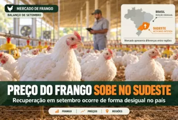 Preço do frango sobe em setembro no Sudeste, mas recuperação é desigual no país