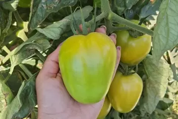 Qualidade do tomate reduz perdas e determina aproveitamento comercial da safra