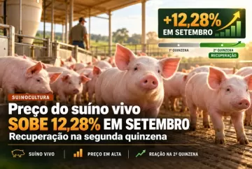 Preço do suíno vivo sobe 12,28% em setembro com recuperação na segunda quinzena